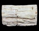 Polished Petrified Wood Limb - Madagascar #54589-2